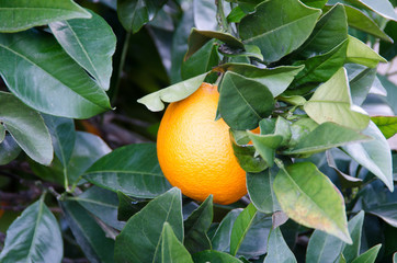 FLOR DEL CEREZO HUERTA