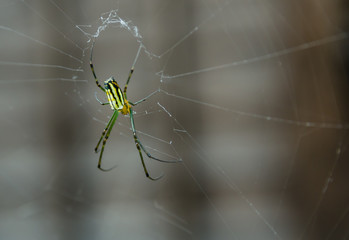 Spider webs are green and black