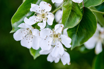 FLOR DEL CEREZO HUERTA