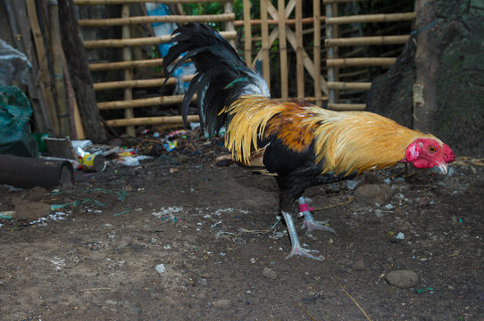 fighting rooster