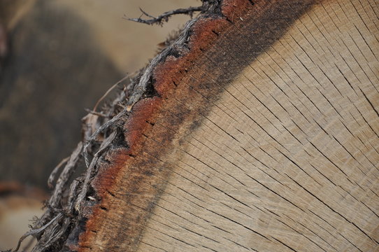 Tronc d'arbre coup&eacute;