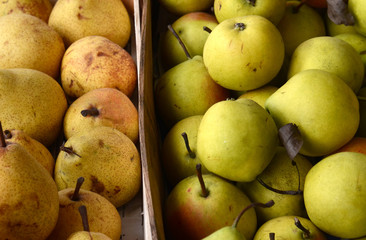 Ripe pears for sale on a  farmer`s market