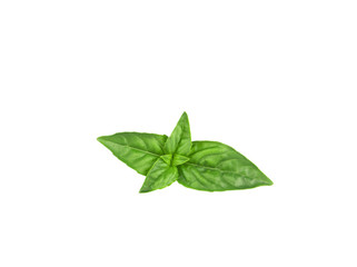 Basil isolated on white background