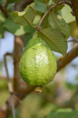 green guava in fruit garden