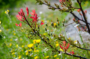 primavera valle tietar