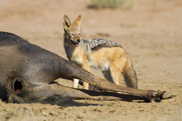 Black backed jackal eating wildebeest carcass in kgalakgadi