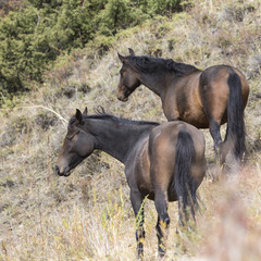 Fototapeta premium Konie w Kirgistanie górski krajobraz w krajobrazie Ala-Arch
