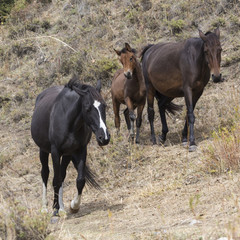 Horses in Kyrgyzstan mountain landscape at landscape of Ala-Arch