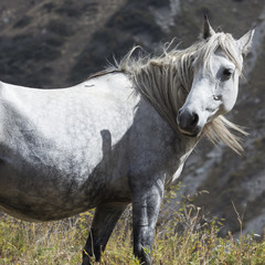 Horses in Kyrgyzstan mountain landscape at landscape of Ala-Arch