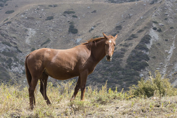 Fototapeta premium Horses in Kyrgyzstan mountain landscape at landscape of Ala-Arch