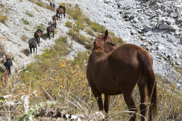 Horses in Kyrgyzstan mountain landscape at landscape of Ala-Arch