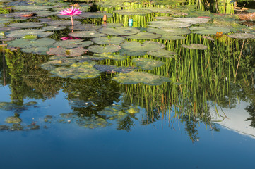 Pink lotus in a pond