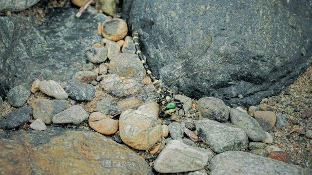Dying insect ,dragonfly,libellule