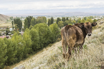Picturesque landscape in Tien Shan mountains in Kyrgyzstan.