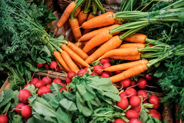 Fresh Carrots and Radishes