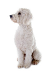 Sitzender Goldendoodle Hund