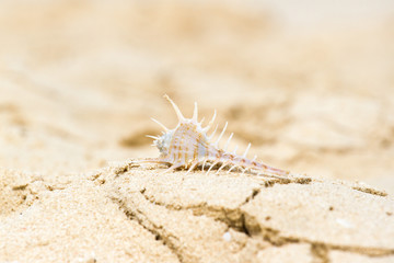 Bright seashell lies on the beach in the sand.