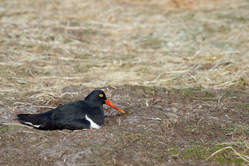 Magellanic Oystercatcher (Haematopus leucopodus) sitting on a nest on Sealion Island in the...