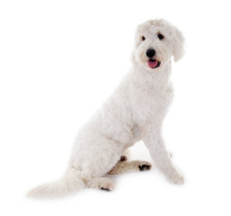 Seitlich sitzender Golden Doodle