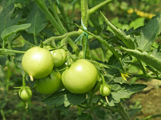 Green tomatoes in greenhouse