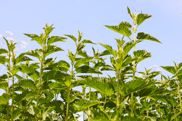 Stinging nettle young plants