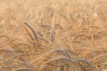 ears of yellow wheat field