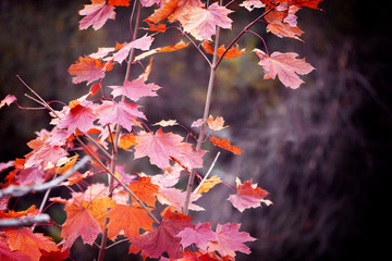 Maple tree in the fall