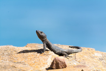 Reptile on the Rocks
