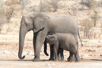 Fototapeta na wymiar Elephant Cow and Calw in Namibia