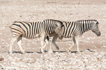Obraz na płótnie Canvas Namibian Zebra