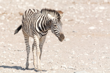 Namibian Zebra