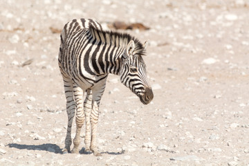 Fototapeta na wymiar Namibian Zebra