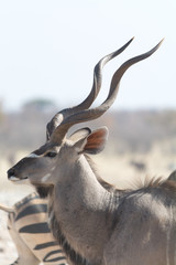 Kudu in namibia