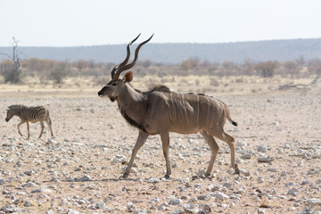 Kudu in namibia