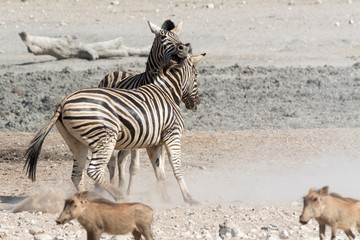 Fototapeta na wymiar Fighting zebras in Etosha National Park, Namibia