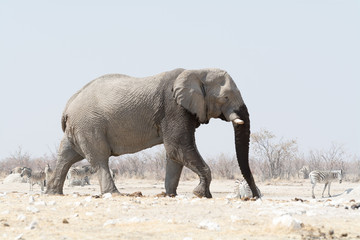 Fototapeta premium Elephant in Namibia
