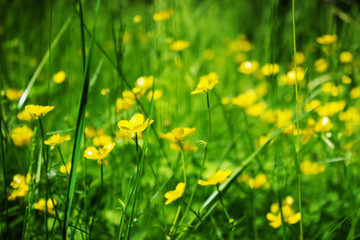 yellow wildflowers background