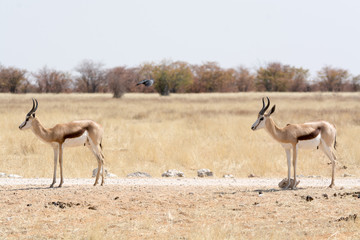 Two Springboks
