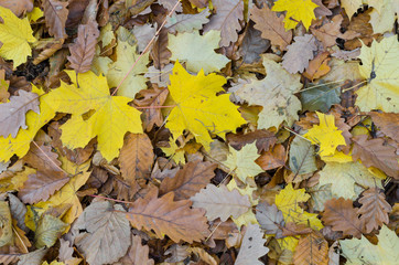 autumn mixed leaves as a background