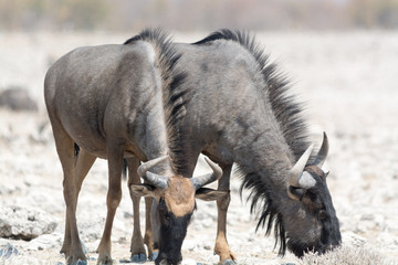 Blue Wildebeest in namibia, africa