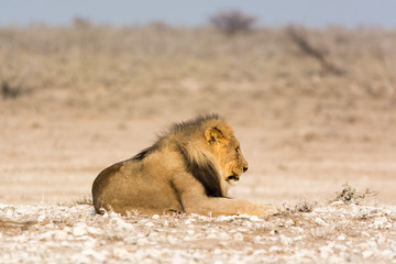 Lazy Lion
