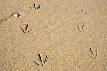 Pisadas en la arena
