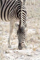 Fototapeta na wymiar Zebra eating