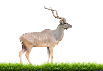 male greater kudu isolated
