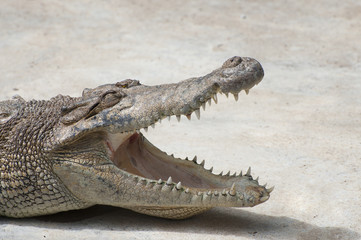 Crocodile with open mouth close-up.