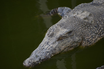 Crocodile lying in water close-up..