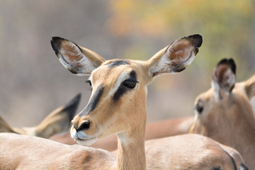 Blackfaced Impala Portrait