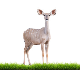 female greater kudu isolated