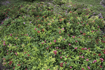 Catharanthus roseus "G. Don"
