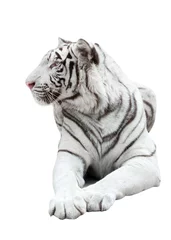 Papier Peint photo autocollant Tigre tigre blanc du bengale isolé